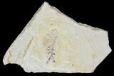 Cretaceous Fossil Fish - Morocco #104392-1